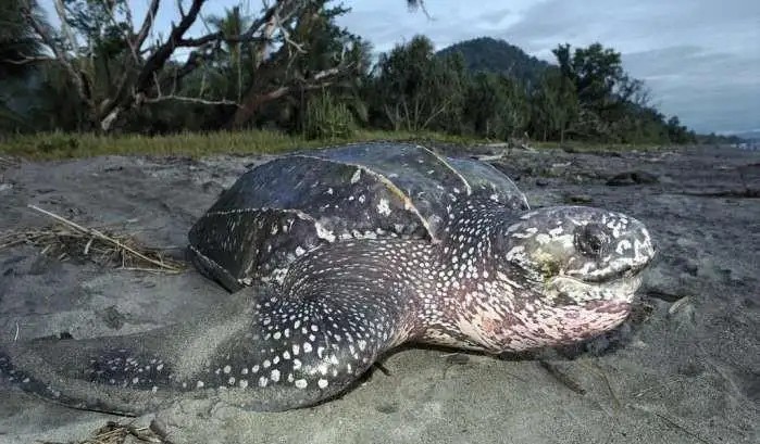 世界上最吓人的乌龟 棱皮海龟（长相奇葩很是恐怖） 知识百科 第2张