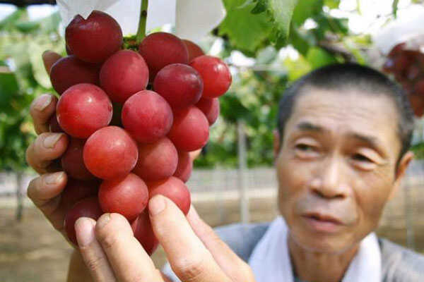 世界上最贵的葡萄，一串26颗7万人民币