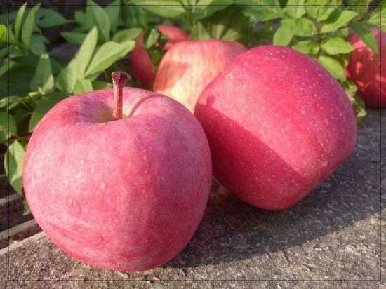 全球十大最好吃的苹果品种排名，6种来自日本