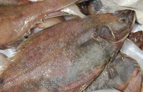 世界上最好吃的十大海鱼，河鲀肉堪称鱼中极品