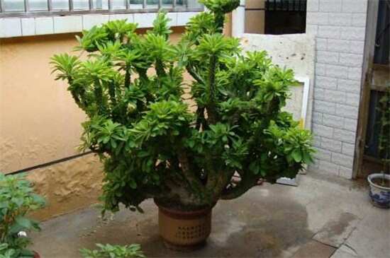 盘点10种出氧量最高植物，芦荟和吊兰居前两名