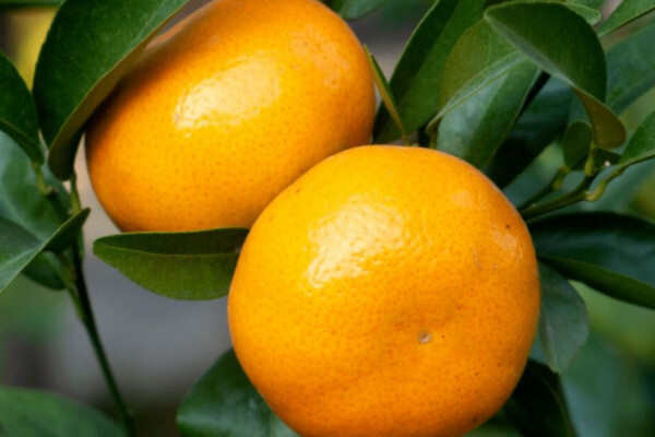 最好的柑橘品种有哪些？盘点柑橘十种优良品种