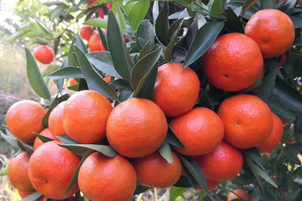 最好的柑橘品种有哪些？盘点柑橘十种优良品种
