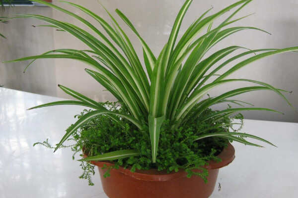 家里适合养什么水生植物？盘点18种室内常见水生植物