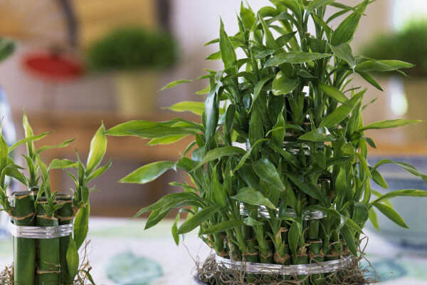 客厅放什么植物净化空气好？客厅净化空气的六种最佳植物