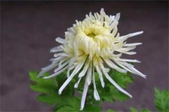 常见的菊花品种及花型，盘点常见的十种菊花品种