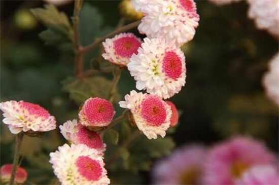十大四季菊花品种图片，一年四季都开花的菊花品种