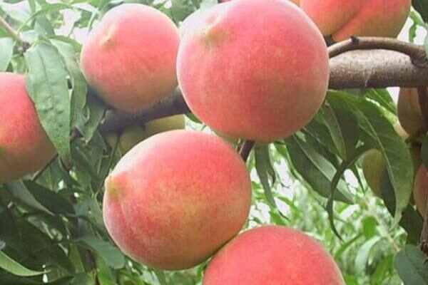 桃树什么品种最好？盘点十种桃树最佳品种