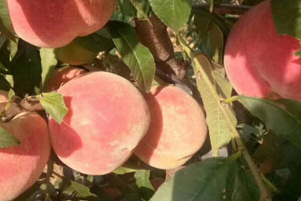 桃树什么品种最好？盘点十种桃树最佳品种
