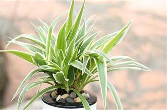 什么植物可以净化空气？盘点十大净化空气的室内植物