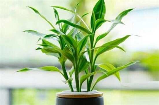 什么植物可以净化空气？盘点十大净化空气的室内植物