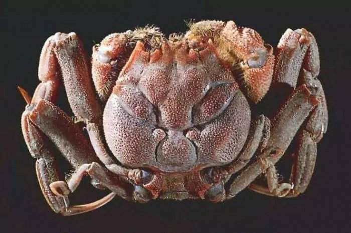 世界上最奇特的七种螃蟹，椰子蟹体长可达1米