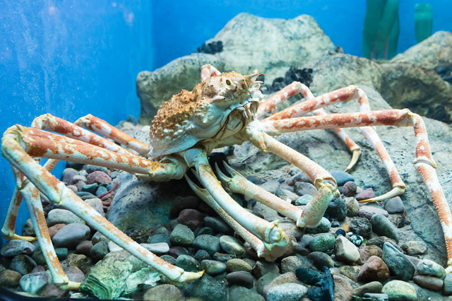 世界上最奇特的七种螃蟹，椰子蟹体长可达1米