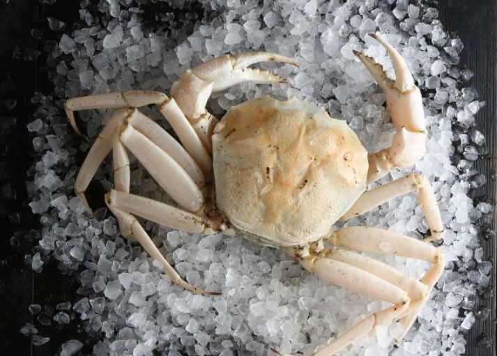 世界上最贵的螃蟹排名前十，中国黄油蟹榜上有名