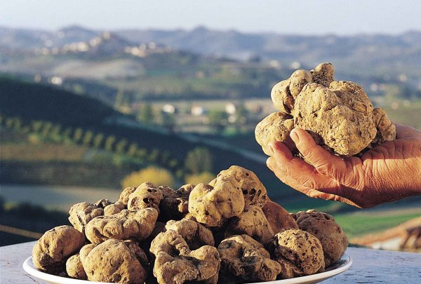 世界上最贵的食物：意大利阿尔巴白松露