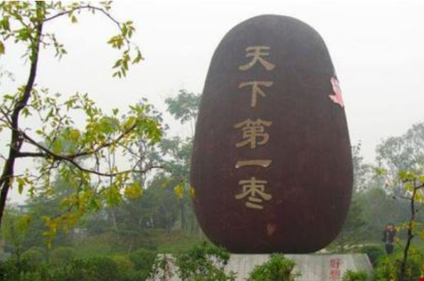 世界上最大的枣，天下第一枣高达4.6米