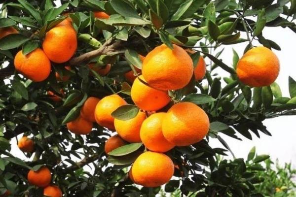 世界上排名前十的柑橘生产国，巴西排第一位