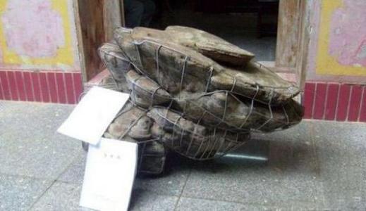 世界上最大的灵芝，长170厘米重量达220公斤