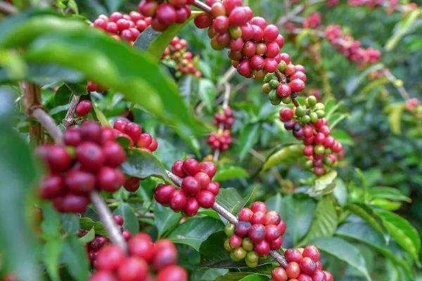 世界上最贵的咖啡豆，瑰夏咖啡每磅350美元