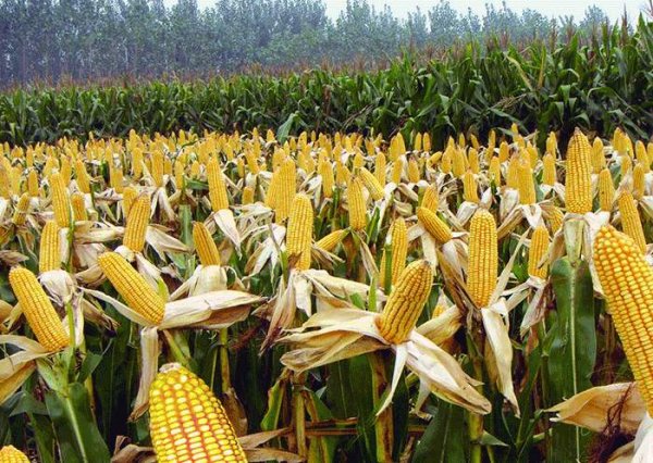 世界上生产玉米最多的国家，美国产量超10亿吨