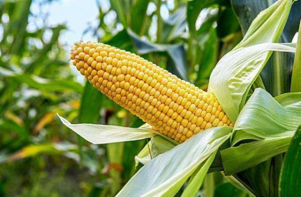 世界上生产玉米最多的国家，美国产量超10亿吨