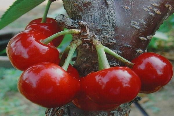 世界上最大的樱桃，波尔娜大樱桃果重可达20克