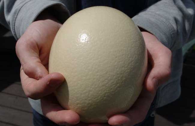 世界上最大的鸵鸟蛋：被称百蛋之王，重量达到了5公斤
