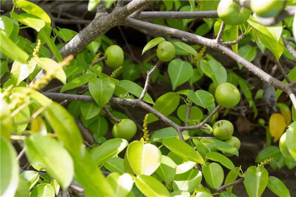 世界上最致命的树，毒番石榴树被称为死亡小苹果
