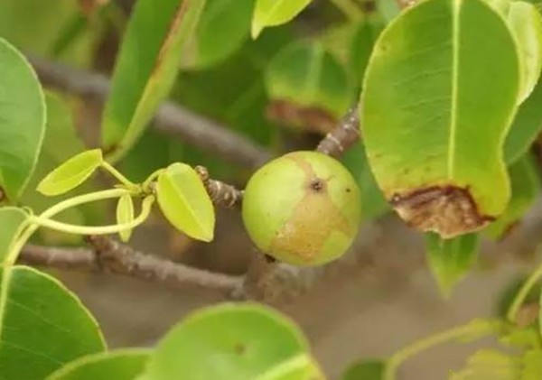 世界上最致命的树，毒番石榴树被称为死亡小苹果