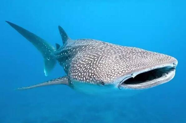 世界十大最恐怖鲨鱼：公牛鲨、达摩鲨全上榜