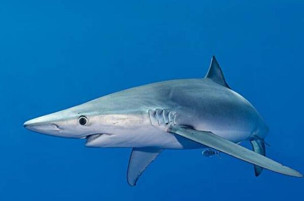 世界十大最恐怖鲨鱼：公牛鲨、达摩鲨全上榜