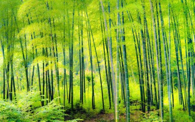 世界上生长最快的10种植物：藻类上榜，竹子排第一