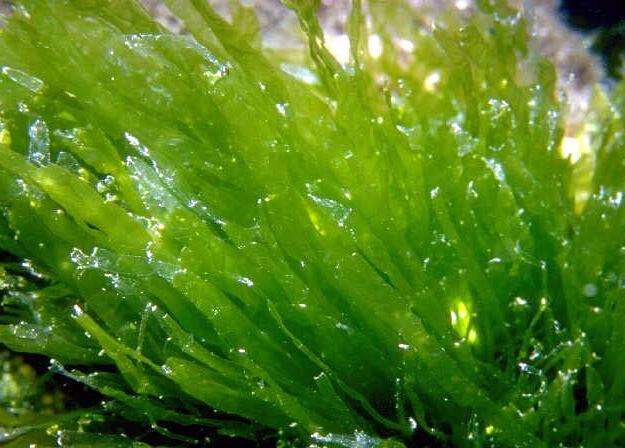 世界上生长最快的10种植物：藻类上榜，竹子排第一