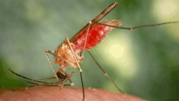 世界十大最毒昆虫，跳蚤、舌蝇、接吻虫占据前三甲