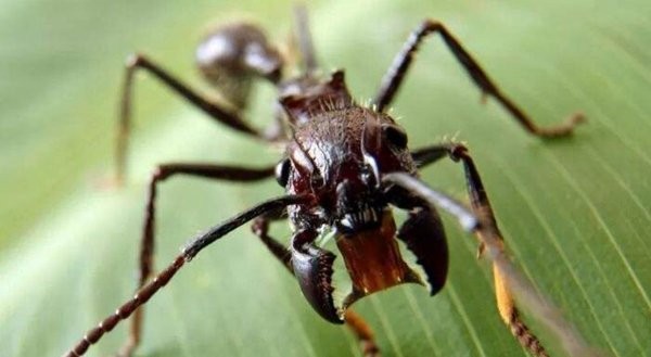 世界十大最毒昆虫，跳蚤、舌蝇、接吻虫占据前三甲
