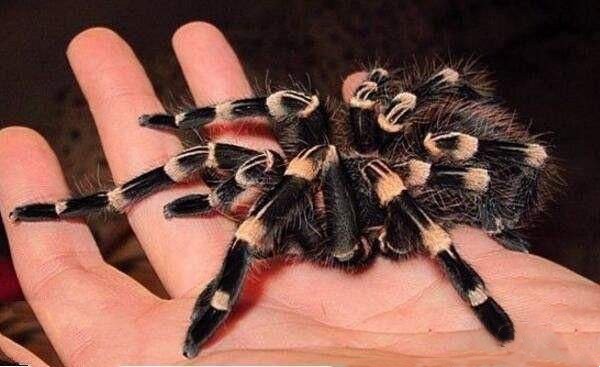 世界十大最毒蜘蛛，巴西游走蛛排第一名