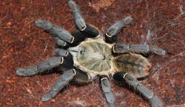 世界十大最毒蜘蛛，巴西游走蛛排第一名