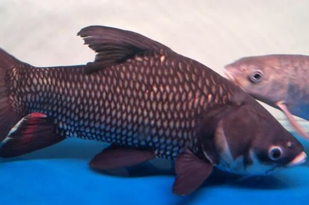世界十大巨型淡水鱼，湄公河巨型鲶鱼排第一位