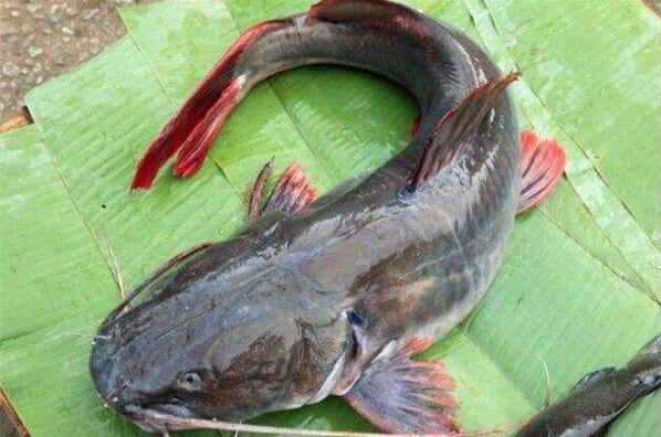世界十大巨型淡水鱼，湄公河巨型鲶鱼排第一位