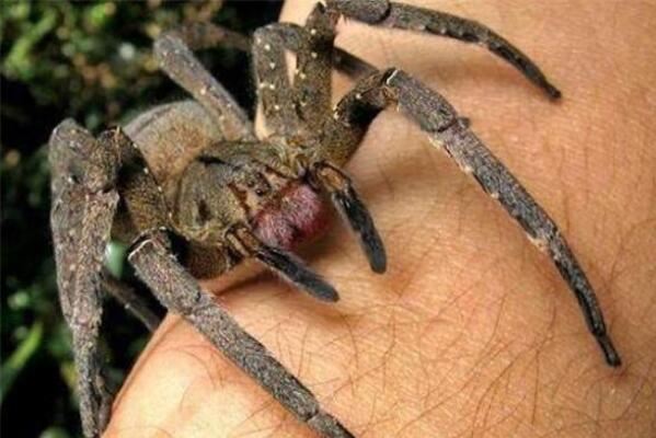世界十大毒性最强蜘蛛：黑寡妇蜘蛛上榜，巴西游走蛛排第一