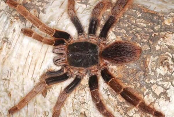 世界十大毒性最强蜘蛛：黑寡妇蜘蛛上榜，巴西游走蛛排第一