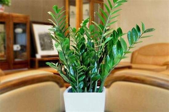 客厅养什么花和植物旺风水？盘点十种好养又旺家的风水植物
