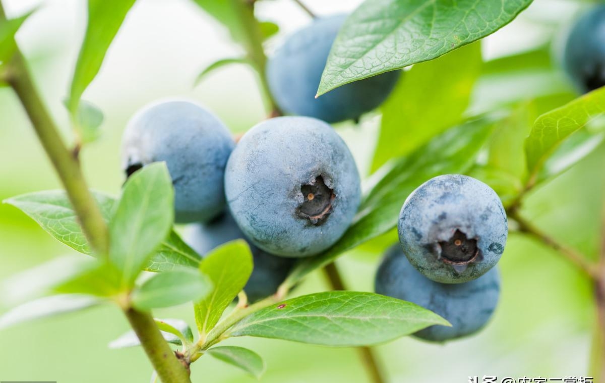 蓝莓生长环境条件有哪些（蓝莓对生长环境条件的4点要求）