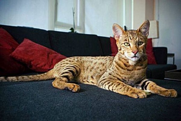 世界价格最贵的猫，阿什拉猫最贵一只17万