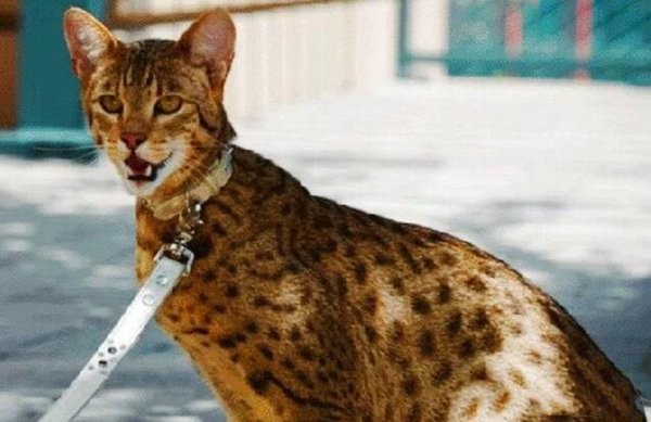 世界价格最贵的猫，阿什拉猫最贵一只17万