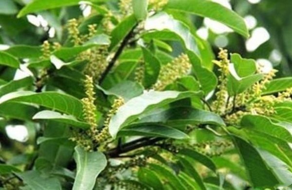 中国十大珍贵树种，红酸枝、紫檀木榜上有名