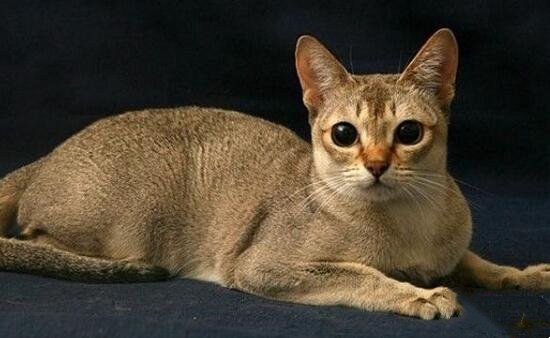 世界上最小的猫种：新加坡猫仅重2.5公斤