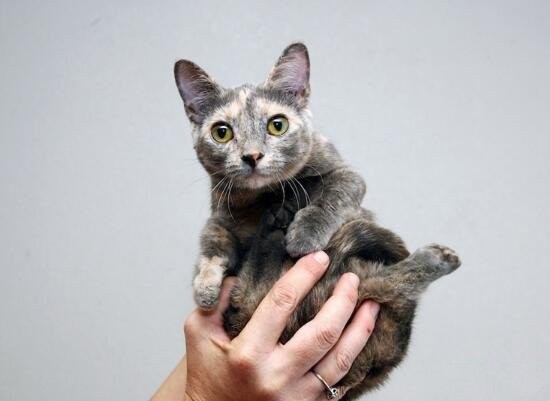 世界上最小的猫种：新加坡猫仅重2.5公斤