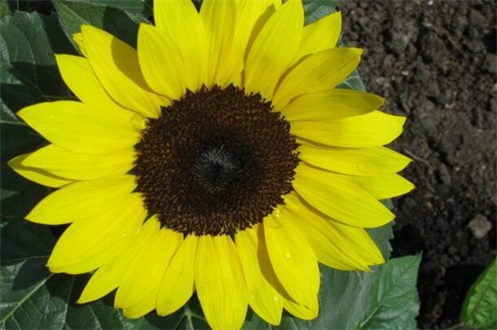 太阳花有哪些品种图片？盘点10种最美品种太阳花