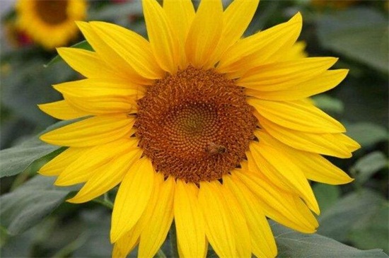 太阳花有哪些品种图片？盘点10种最美品种太阳花
